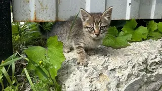 Дети били кота головой о лестницу в Забайкалье: прокуратура начала проверку Дети били кота головой о лестницу в Забайкалье: прокуратура начала проверку