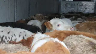 В Хакасии задержали фуру с 55 бычками без документов, следовавших из Тывы в Дагестан В Хакасии задержали фуру с 55 бычками без документов, следовавших из Тывы в Дагестан