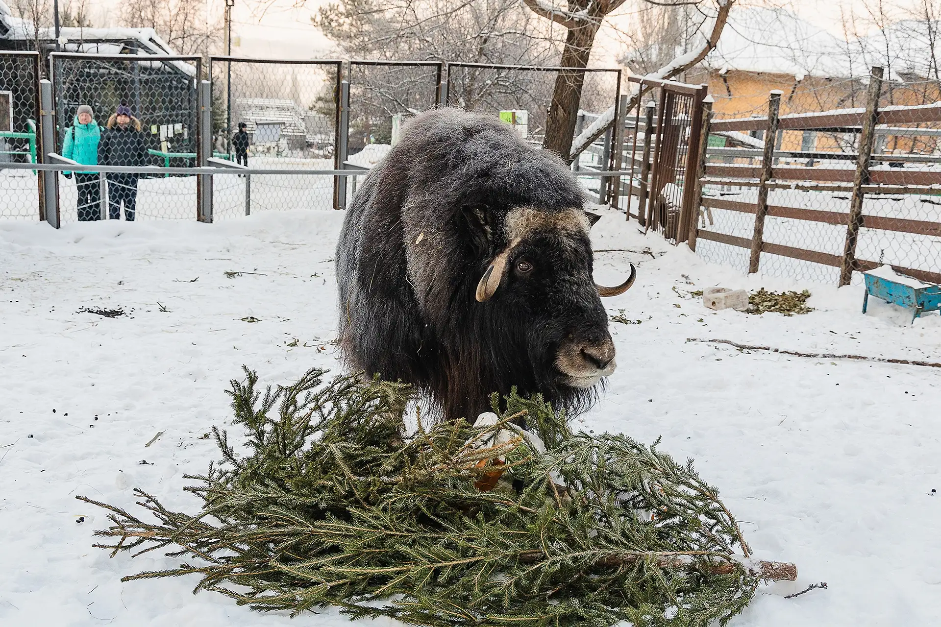Фото: vk.com/roevzoo