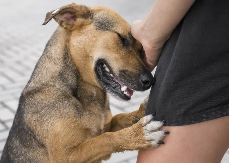 В Минусинске ввели карантин из-за обнаруженного у домашней собаки бешенства