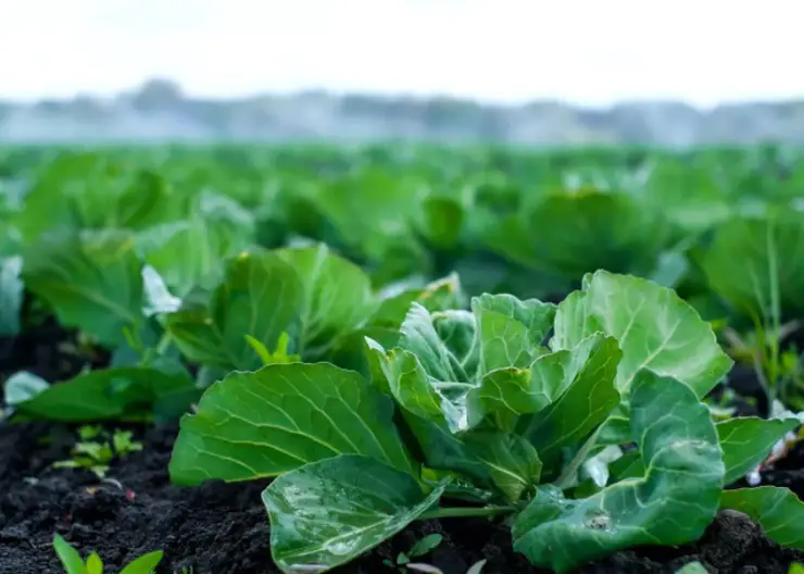 В Роспотребнадзоре рассказали красноярцам о продуктах, которые помогут уберечься от заболеваний