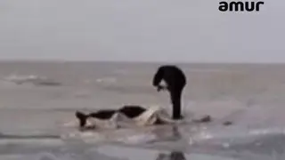 В Приморье рыбаки провалились под лед на машине и утонули В Приморье рыбаки провалились под лед на машине и утонули