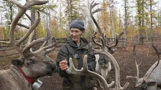 Жизнь вдали от цивилизации: как сегодня выживают оленеводы Эвенкии