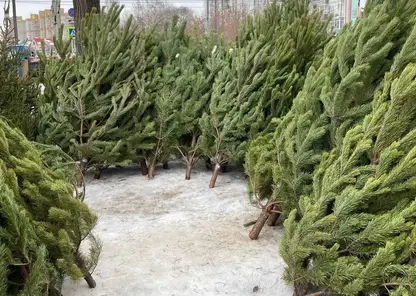 Где купить елку в Омске: названы адреса елочных базаров