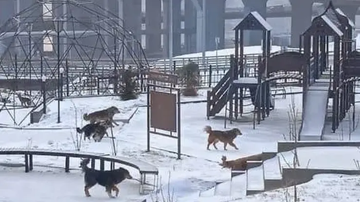 Из-за халатности чиновника бродячие собаки загрызли 4-х красноярцев. Виновника осудили условно