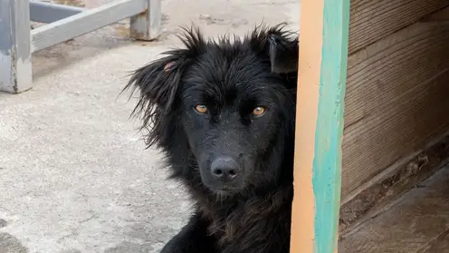 В Красноярске после трагедии с 10-летним мальчиком проведут рейды по отлову собак