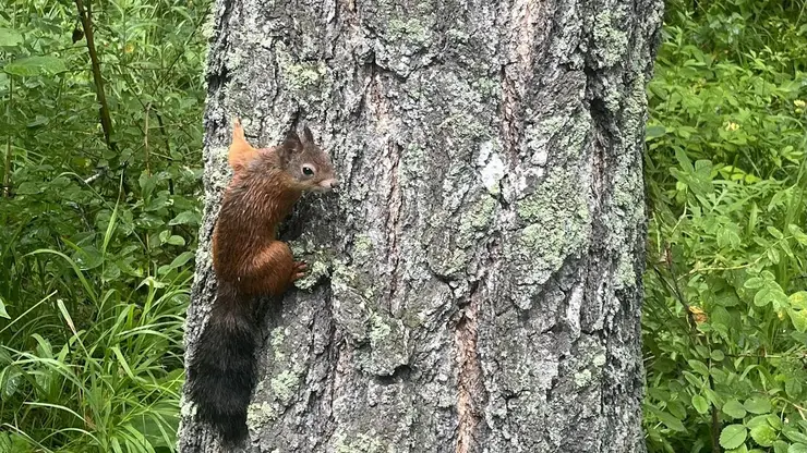 В Сосновоборске после обработки от клещей погиб бельчонок