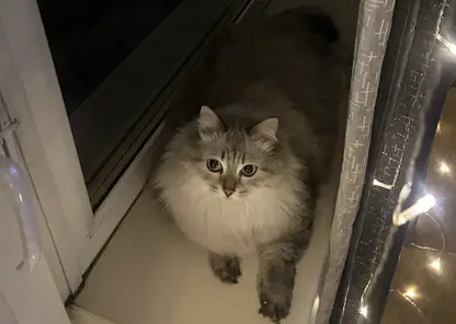 Красноярцам предлагают купить фото кота за 500 рублей