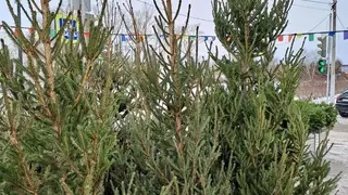 Красноярцам рассказали, когда лучше покупать живую ель и как её правильно выбрать