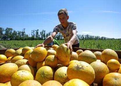 3,5 тонны овощей и фруктов уничтожили в Красноярском крае за II квартал 2022 года 