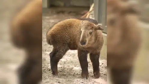 В зоопарке Новосибирска показали будущего 300-килограммового гиганта