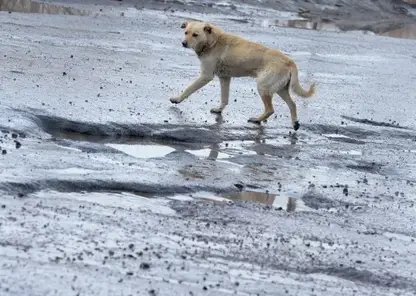 Мэрия примет на баланс улицу Крячкова, отремонтированную томичами своими силами