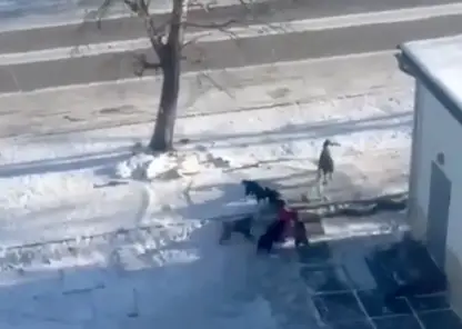 В Тыве после нападения собаки на 7-летнего ребёнка ввели режим экстраординарной ситуации