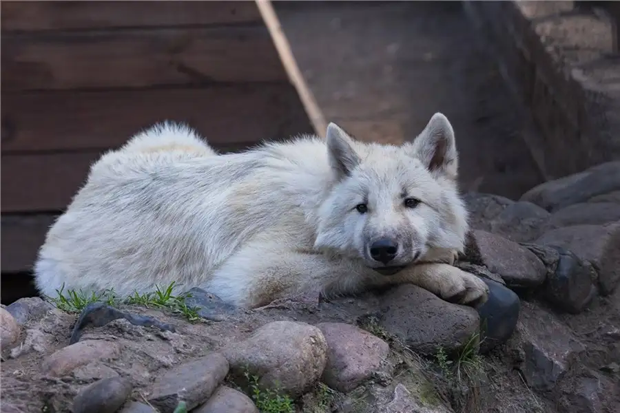 Фото: «Роев ручей»