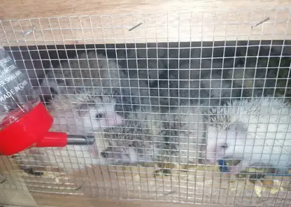 В Красноярск впервые прибыла партия из 300 карликовых ежей из Таиланда