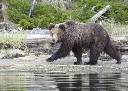 На Байкале установили «неуязвимые» контейнеры для защиты медведей и туристов