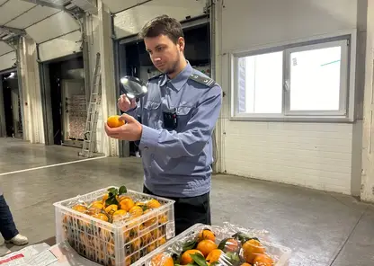 Импорт растительной продукции в Красноярский край превысил 57 тысяч тонн