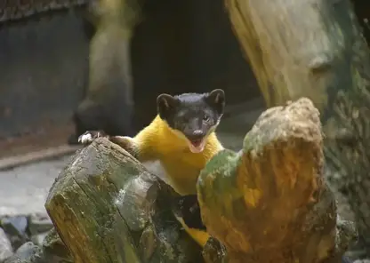 В Новосибирском зоопарке родились четверо детёнышей уссурийской харзы