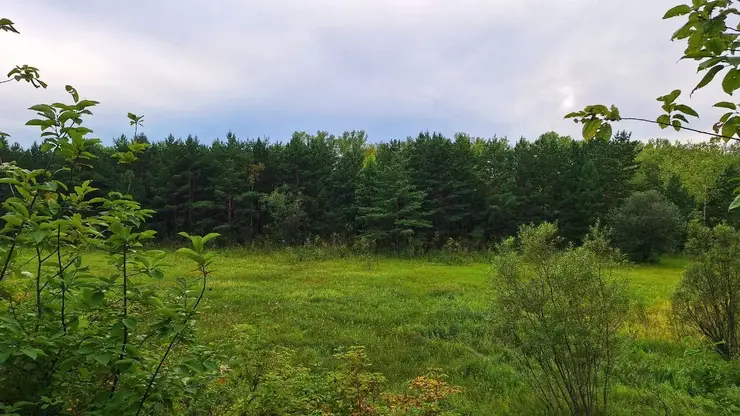 Необычная вакансия для красноярцев: Сколько может заработать кедролаз?