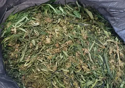 Мужчину с 600 граммами марихуаны задержали в Красноярском крае