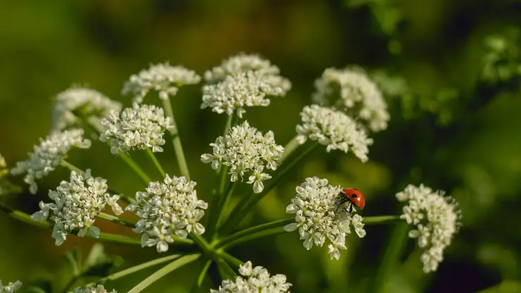 Красноярцам рассказали, что делать при попадании сока борщевика на кожу
