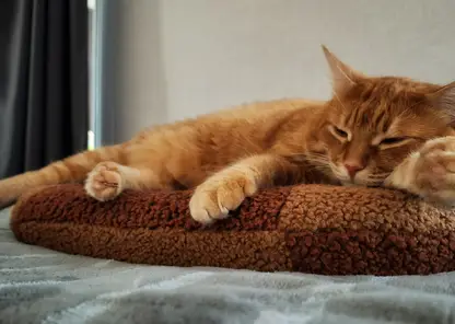 Красноярцам рассказали о документах, необходимых для вывоза питомцев заграницу