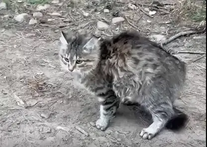 Мэр Чунского района спас кота с дерева: второе спасение животного за год