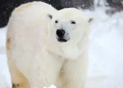 В арктических регионах России появится сеть «медвежьих патрулей»