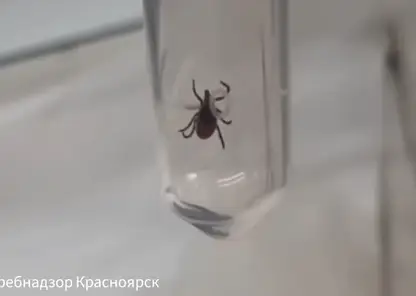 Активность клещей усиливается в Красноярском крае