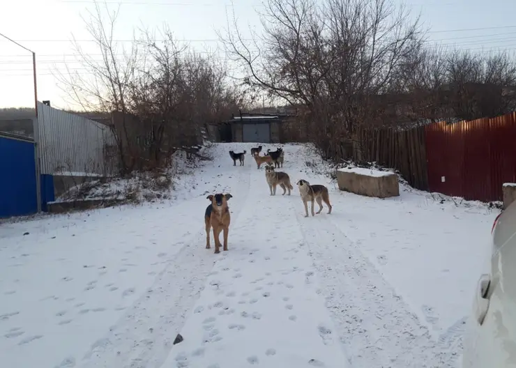В районе гибели ребенка под Красноярском выпустили 115 отловленных собак