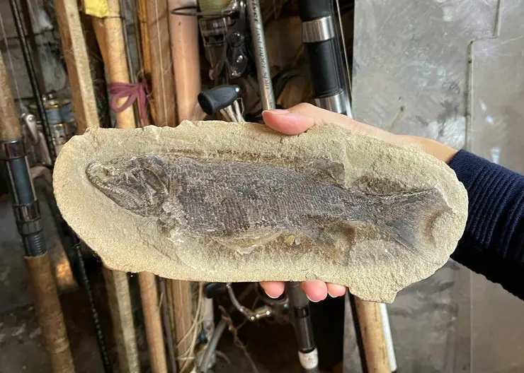 Красноярскому музею подарили остатки ископаемых лучепёрых рыб