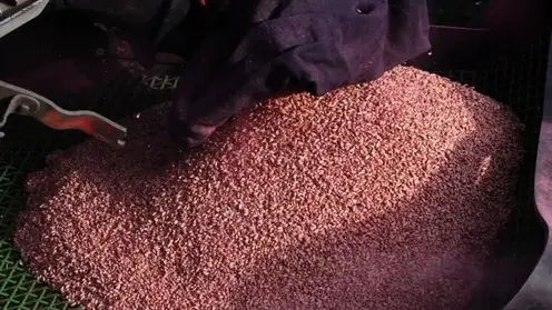 ИИ помог обнаружить нарушение при выдаче ветеринарного документа на крупную партию зерна в Хакасии