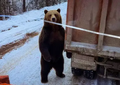 Дорожники Красноярского края встретили медведей во время ремонта трассы