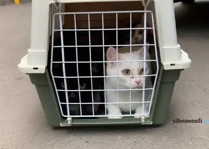 Кошек и собаку спасли из дома, где провалился грунт в Красноярске