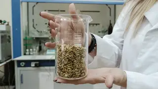 Ученые из Красноярска нашли в сибирском ячмене вещество, которое снижает холестерин и сахар