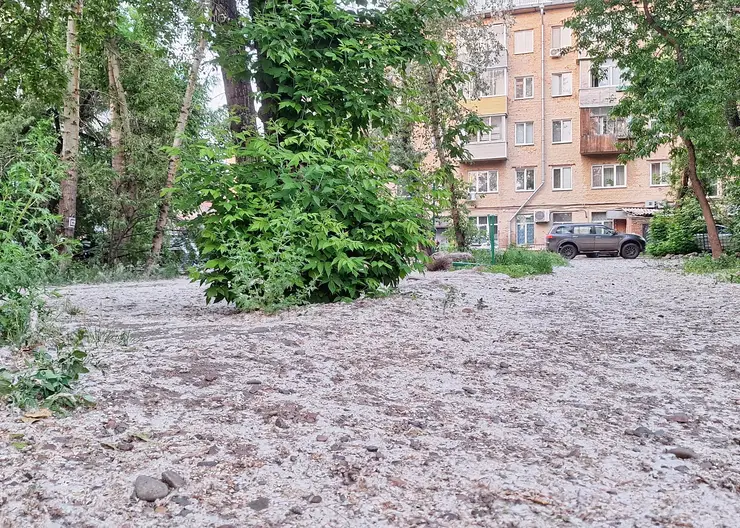 Тополя не враги: учёные объяснили, почему в Красноярске нельзя просто вырубать деревья
