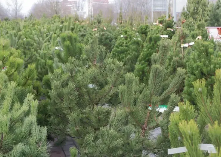 В Красноярском крае в преддверии Нового года усиленно охраняют молодые хвойные деревья