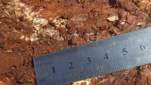 В Красноярском крае предотвратили вывоз почти 1,5 тысяч кубометров зараженного леса