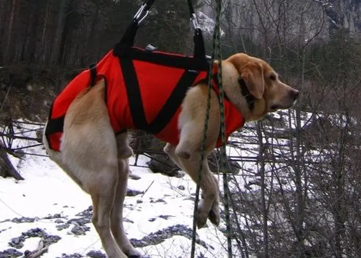Упавшую со скалы собаку спасли в Дивногорске