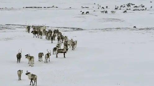 «Норникель» и МГУ начнут совместное изучение Арктики