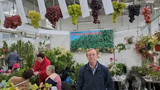 Выращенный в Сибири виноград могут попробовать красноярцы на осенней ярмарке