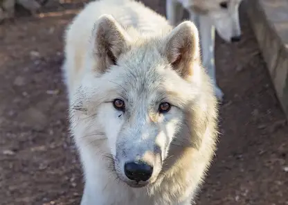 В калининградский зоопарк прибыл арктический волк Велес из Красноярска