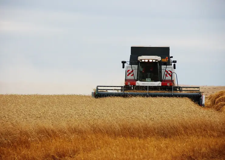 Красноярский край — лидер по урожайности зерна