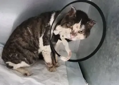 В Ангарске под завалами после взрыва газа нашли живого кота