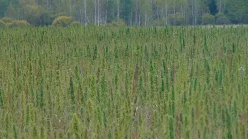 В Канском округе обнаружен крупный очаг дикорастущей конопли