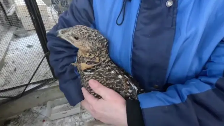 Новосибирский зоопарк отправил животных в Индию для международного сотрудничества