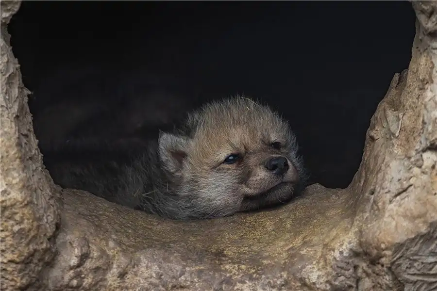 Фото: «Роев ручей»