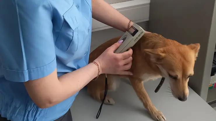 Ветеринарный контроль в аэропорту Красноярска прошел 221 международный рейс