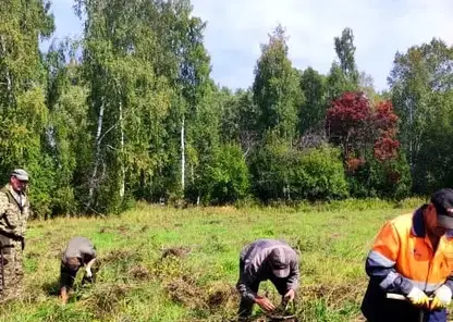 Лесовосстановительные работы стартовали в Алтайском крае