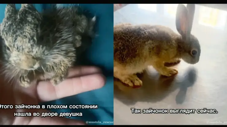 Крошечного умирающего зайчонка нашли в жилом дворе в Красноярске